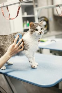 A cat being groomed with a brush at a veterinary clinic, showcasing pet care.